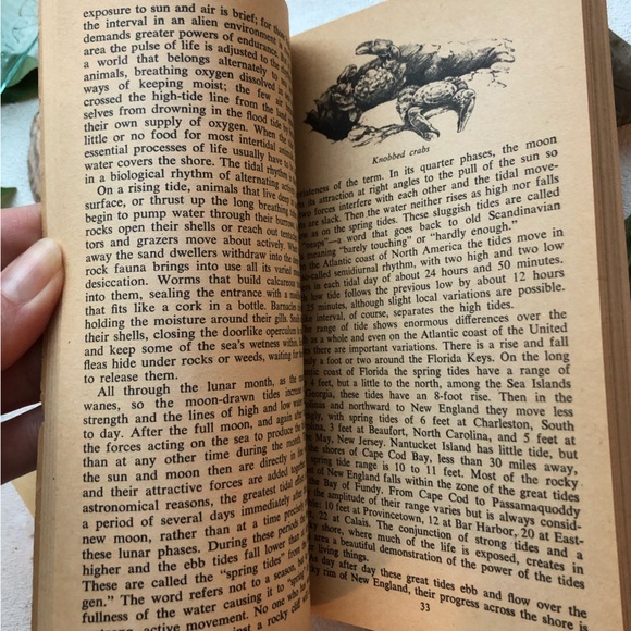 The Edge Of The Sea by Rachel Carson, w/ 160+ illustrations by Bob Hines, 1955 - Picture 8 of 15